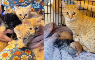 Turtle and Foster Friends, Mama Turkey and the Thanksgiving Gang and Fast Food Crew, Kali, Las Vegas, Nevada, kitten rescue