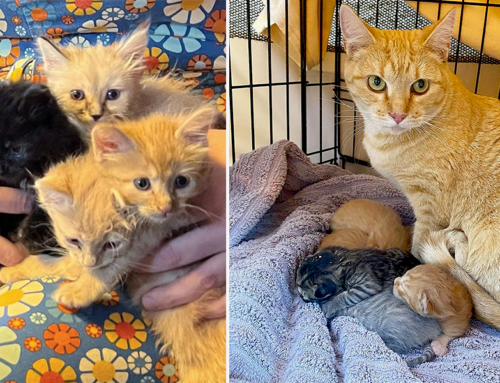 Mama Cat Serves Up Her Last Two Litters of Little ‘Nuggets and Fries’