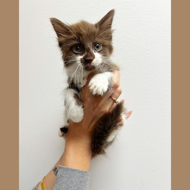 Chocolate brown kitten, Fefe, rescued kitten, Rory to the Rescue, Los Angeles
