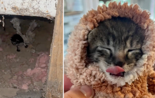 Feral at Heart, Rachel Story, Pickle, kitten rescued under Mobile Home in Reno, Nevada, Pickle the kitten all warm and snuggly after rescue from beneath a mobile home in Reno, Nevada, Feral at Heart, Rachel Story, Jennifer Reynolds Herbst