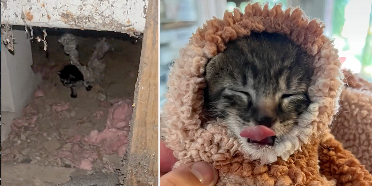 Feral at Heart, Rachel Story, Pickle, kitten rescued under Mobile Home in Reno, Nevada, Pickle the kitten all warm and snuggly after rescue from beneath a mobile home in Reno, Nevada, Feral at Heart, Rachel Story, Jennifer Reynolds Herbst