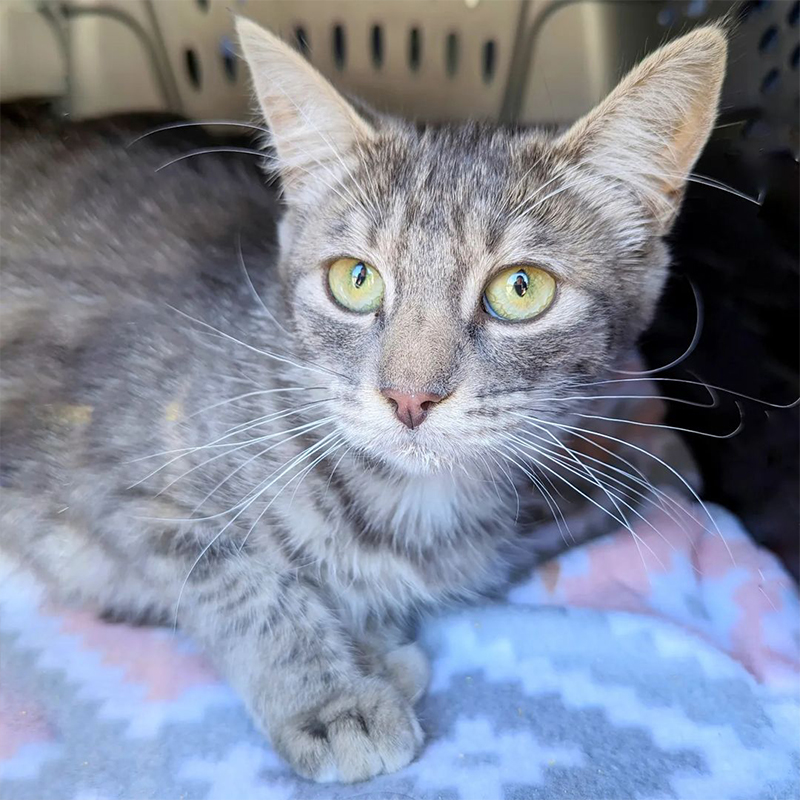 Ducky, a feral 10-month-old kitten rescued near the construction site