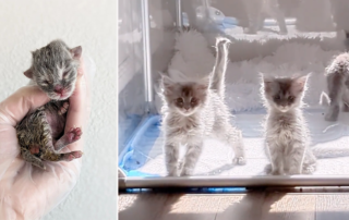 Halfway Crate, Allie and foster kitten friends, The Fireworks Boys, kittens rescued near a California construction site, Rocklin, California, Millie
