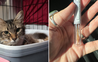Foxtail Grass, East County Animal Rescue (ECAR), San Diego, mama cat with foxtail awn in her bladder recovers after surgery