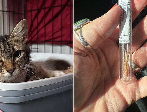 Outdoor Mama Cat Recovers After Vet Discovers Surprising Object Embedded in Her Body
