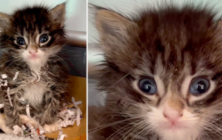 Frankie's Fosters, Frankie Marieg, Best Friends Los Angeles, cute kitten is an adorable mess,