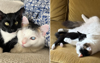Ham and Biscuit, blind cat and seeing eye cat Biscuit, Dana, Brooklyn, danaandthecats, bonded duo,