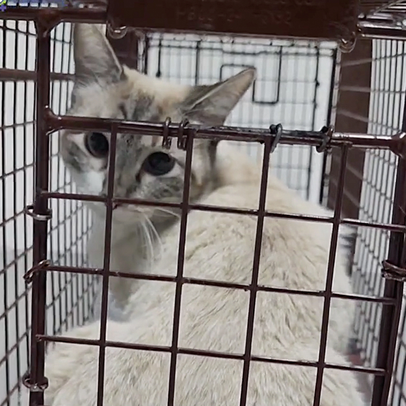 Rem looks at the camera inside her kennel at the Community Cat Clinic in Nevada