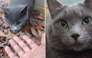 Calvin Tucker, Black Noah, the Ark, Henry the rescued gray kitten from Alabama, Birmingham, Bessemer, TNR, SOCAT (Saving One Creature at a Time)