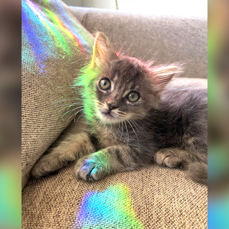 Silver the kitten sits on a chair with rainbows from a window cling
