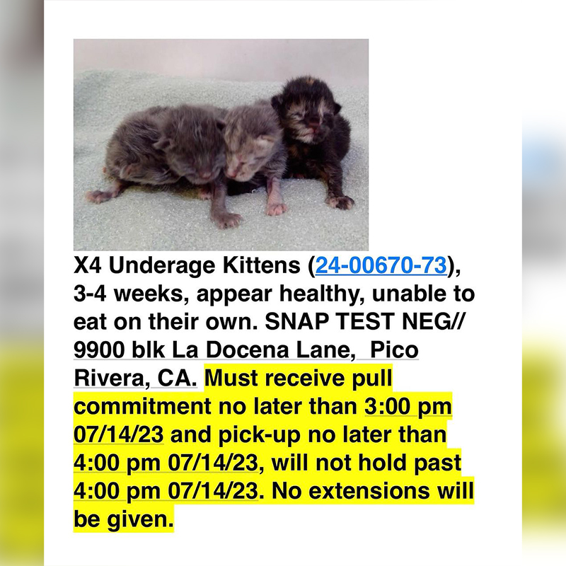 The kittens required immediate help from a high kill shelter in Los Angeles