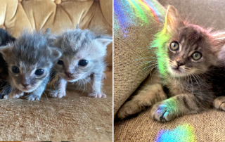 Kitten Rescue Life, Amanda, Gray, Silver, Cloud, Storm, rescued neonate kittens in Los Angeles, bottle babies, rainbows
