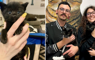 Keely and Heather Thomas, The 2 Pound Kitten Club, Love Your Feral Felines, San Diego, California, Dewdrop and Bruce find a home after a combined 540 days in foster care, house panthers