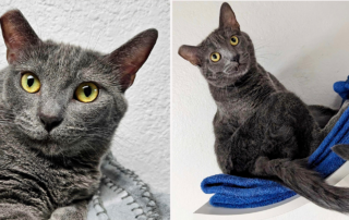 Love Your Feral Felines, LYFF, Wanda, barn cat program cat that turned into a cuddly house cat, Vista, California, Ear-tip, TNR, trap, neuter, return, adult cat rescue