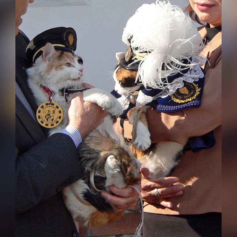 Nitama (left) and Tama (right) at announcement of Nitama's apprenticeship, January 5, 2011, Wikipedia