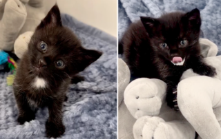 Otter Pop, rescued black kitten, house panther, kitten recognizes foster mom for the first time, Kelsey, Milk drunk, milk beard, hiccups, foster kitten, Los Angeles, Best Friends Animal Society