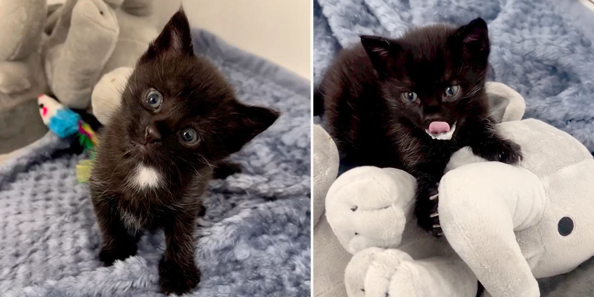 Otter Pop, rescued black kitten, house panther, kitten recognizes foster mom for the first time, Kelsey, Milk drunk, milk beard, hiccups, foster kitten, Los Angeles, Best Friends Animal Society