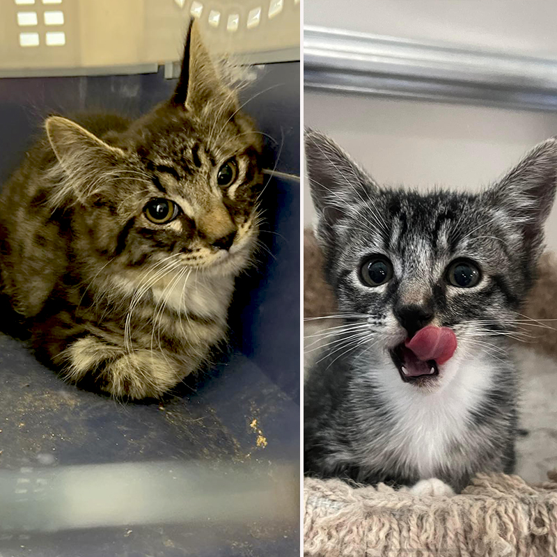 Two kittens saved from the same mobile home park in Reno, Feral at Heart, Pickle