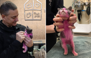 Elizabeth Zurcher-Wood, Portland, Kitten, kitten dyed pink with household chemicals, Oregon Humane Society, animal abuse, Officer Allori