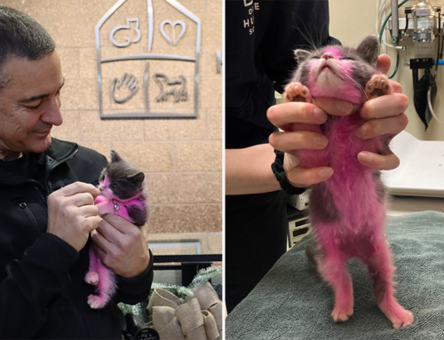 Kitten Dyed Pink Recovers After Oregon Woman with Bizarre History Is Arrested