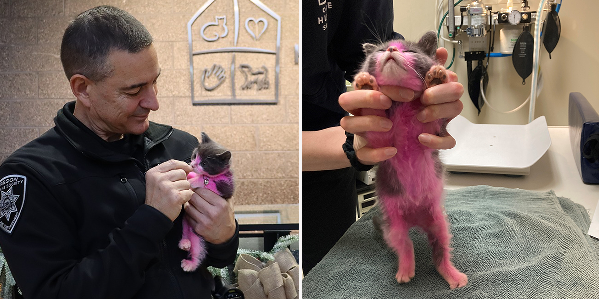 Elizabeth Zurcher-Wood, Portland, Kitten, kitten dyed pink with household chemicals, Oregon Humane Society, animal abuse, Officer Allori