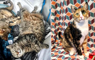 Piper and Rousey and Mamma Mia, Three adult feline Queens find homes after a long wait at Love Your Feral Felines LYFF, Oceanside, California