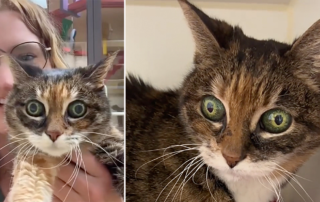 Precious, cat has huge, wide green eyes, Alicia Pet Care Center, Orange County, California, Diana Gorin, central heterochromia, aqueous misdirection syndrome