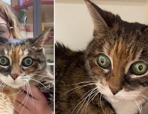 Everyone Falls in Love with ‘Precious’ and Her Unique Wide Green Eyes