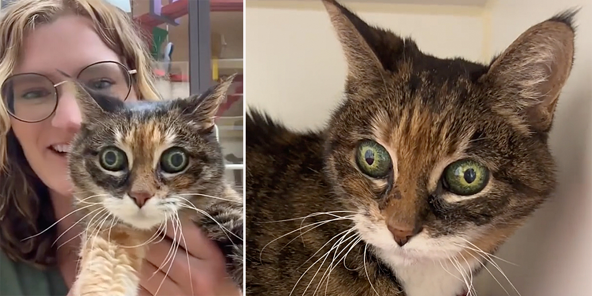 Precious, cat has huge, wide green eyes, Alicia Pet Care Center, Orange County, California, Diana Gorin, central heterochromia, aqueous misdirection syndrome