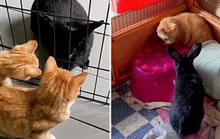Freedom Farmhouse Sanctuary in Macedon, New York, Pumpkin and Spice the barn kittens meet Bugs the bunny, Pumpkin becomes lifelong friends with the bunny, Emily and Dylan Botts, Loewke