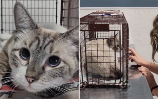 Rem, Lynx point Siamese, microchip, reunion, Heaven Can Wait Animal Society, Las Vegas, Nevada, Community Cat Clinic