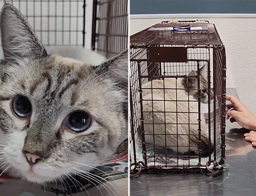 Community Cat Caretaker Brings ‘Immeasurable Joy’ to Mom Worried for Lost Cat