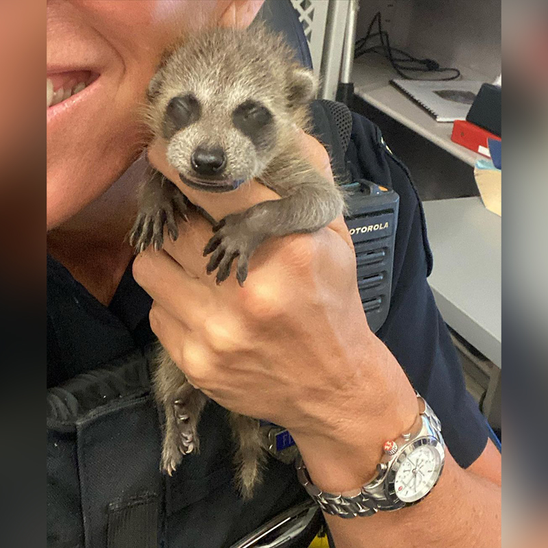 Officer Gretchen Byrne holds a baby raccoon kit on her shoulder in Coral Springs, Florida, 3