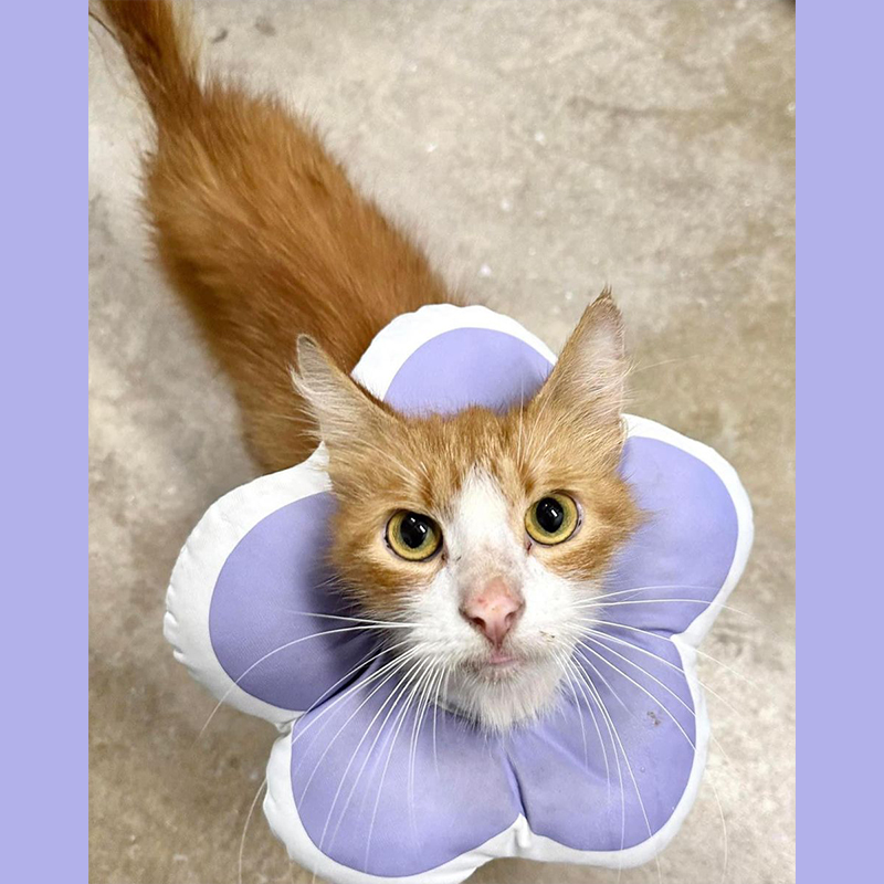 Sawyer wear a purple flower while recovering at the Stray Cat Relief Fund in Philadelphia, PA, 2
