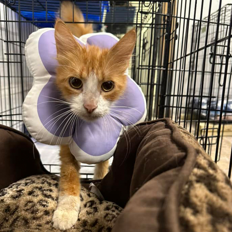 Sawyer wear a purple flower while recovering at the Stray Cat Relief Fund in Philadelphia, PA