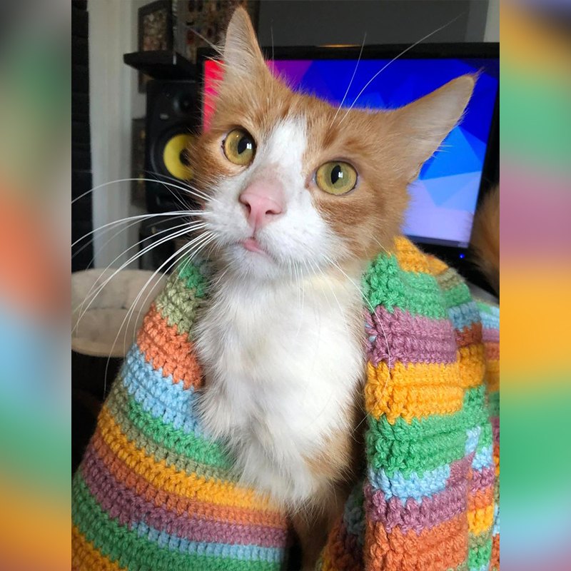 Sawyer looking so much better in his foster home on a colorful blanket, Stray Cat Relief Fund, Philadelphia, 2