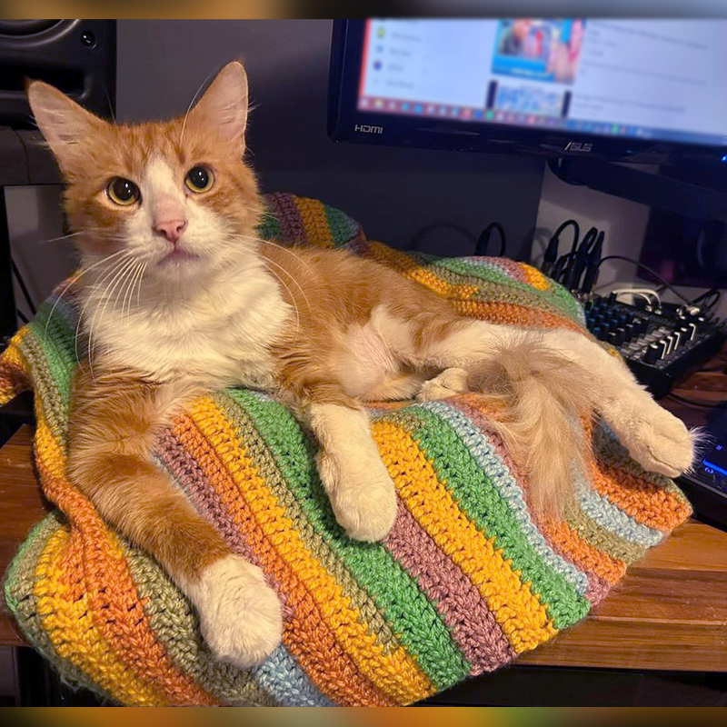 Sawyer looking so much better in his foster home on a colorful blanket, Stray Cat Relief Fund, Philadelphia
