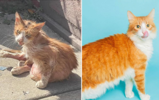 Stray Cat Relief Fund, Philadelphia, Pennsylvania, South Philadelphia, Sawyer the cat found on the pavement on a hot summer day makes a stunning transformation thanks to rescuers