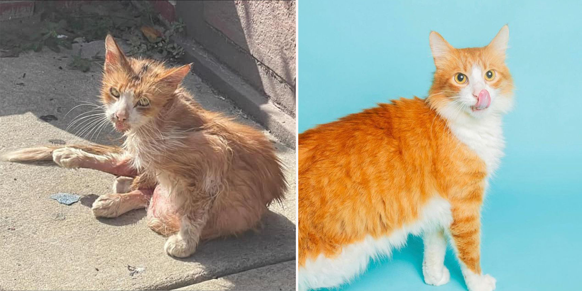 Stray Cat Relief Fund, Philadelphia, Pennsylvania, South Philadelphia, Sawyer the cat found on the pavement on a hot summer day makes a stunning transformation thanks to rescuers