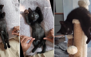 Abdul and Shamiyan Williams, Abdul's Cats, The Sister, SIster Kittens, Tia, Tamera, and Roger, Zen kitten, relaxed kitten