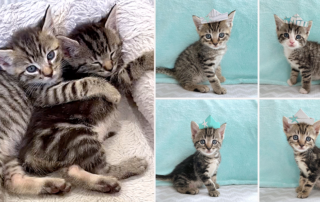 Tabby Twins, Lauren, Our Fostering Tails, Animal Welfare League of Arlington, tabby kittens, Virginia
