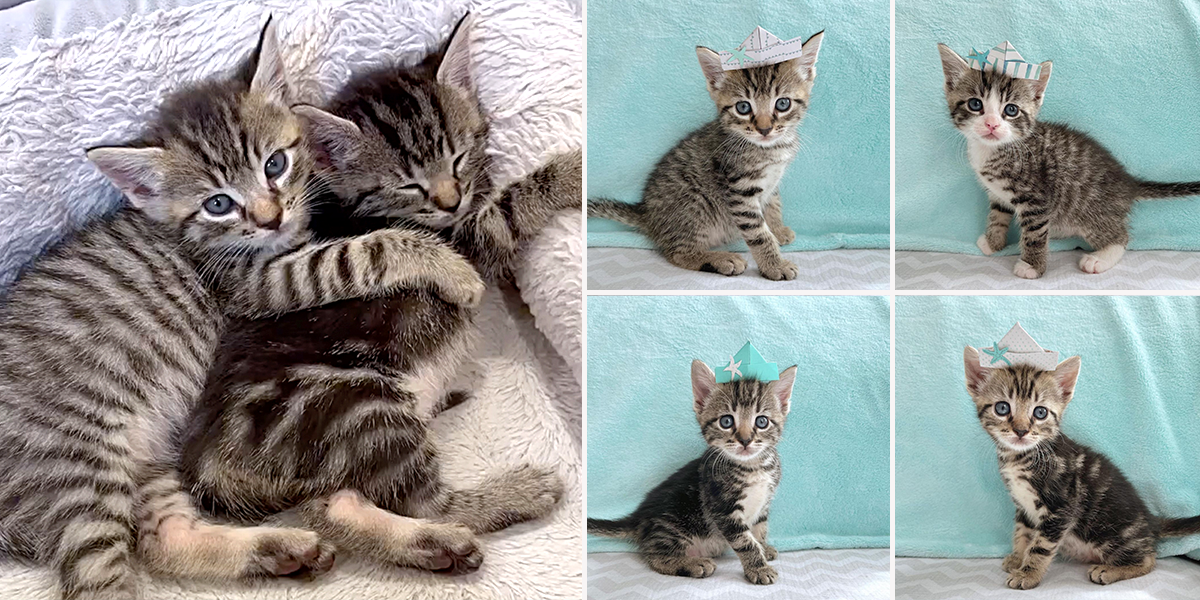 Tabby Twins, Lauren, Our Fostering Tails, Animal Welfare League of Arlington, tabby kittens, Virginia