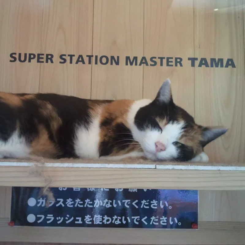 Tama in her special office at Kishi Station