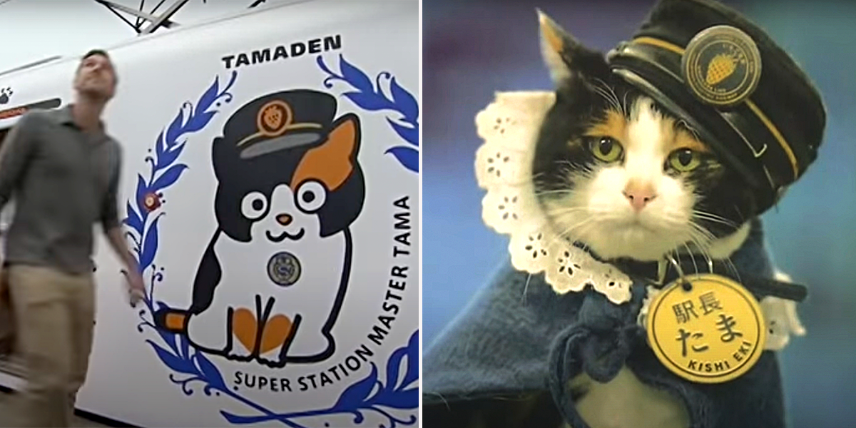 Tama the Stationmaster Cat, Shinto Goddess, Kishigawa Electric Railway Line and Kishi Station near Osaka, Wakayama Electric Railway, Japan, Calico