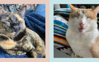 The Fulfilled Feline, Juniper and Jules, Stephanie Merlin CFTBS FFCP, feline behavior specialist, Orlando, Reflections on improving cat wellbeing in the New Year