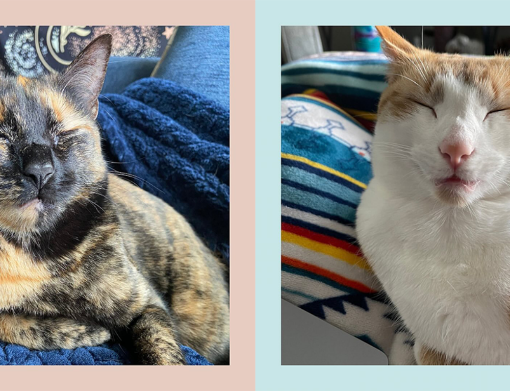 Why Do Some Cats Like To Perch On Shoulders? Cole & Marmalade