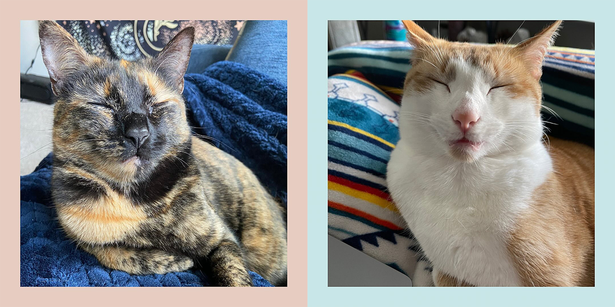 The Fulfilled Feline, Juniper and Jules, Stephanie Merlin CFTBS FFCP, feline behavior specialist, Orlando, Reflections on improving cat wellbeing in the New Year