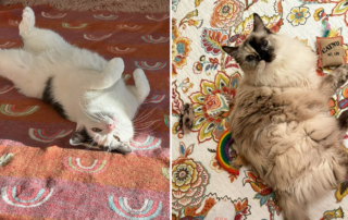 Beth Stern, rescued adult sister cats, Thumbelina and Emma Rose, Philadelphia, Pennsylvania, hospice care, fospice, Howard Stern