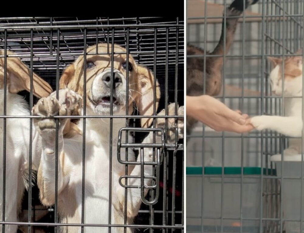 Kitten In NYC Takes Terrifying 15Mile Journey Stuck Under Car; 7