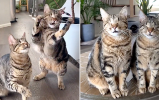 Beifong and Seymour, blind brother cats, Chas, Plants and Pets, Shamelessly extra pet parent, rescued blind kittens, eyelid agenesis, entropion, through.the.lleaves